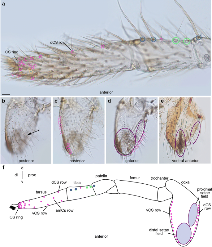 Proprioreceptive hair sensilla of C. salei at the tibia-metatarsus