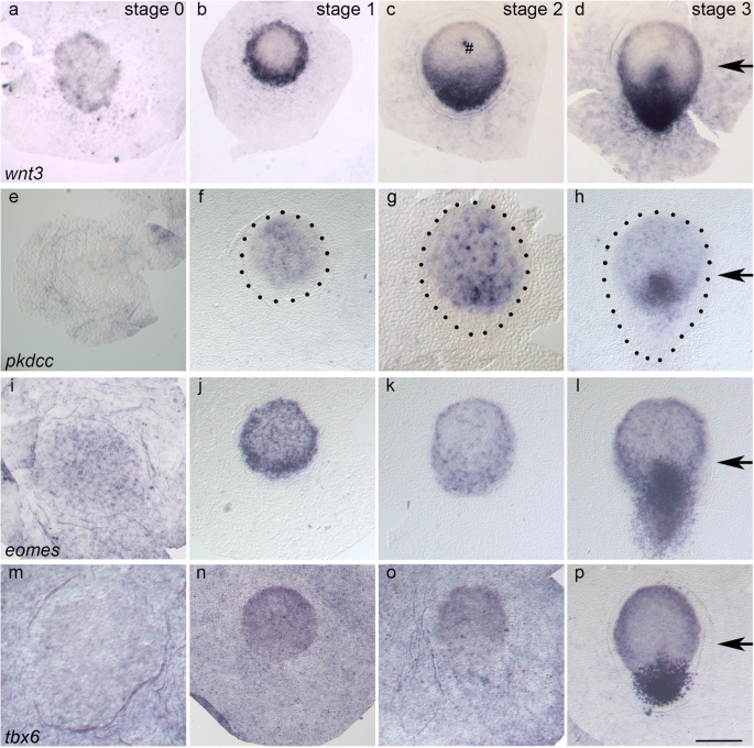 Expression Patterns Of Signalling Molecules And Transcription Factors In The Early Rabbit Embryo And Their Significance For Modelling Amniote Axis Formation Springerlink