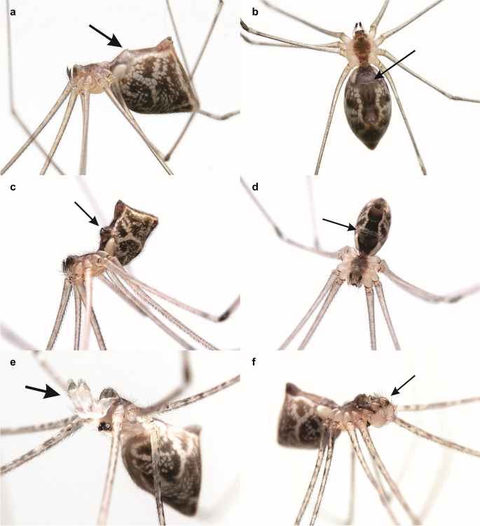 Pholcidae, vibrating or cellar spiders