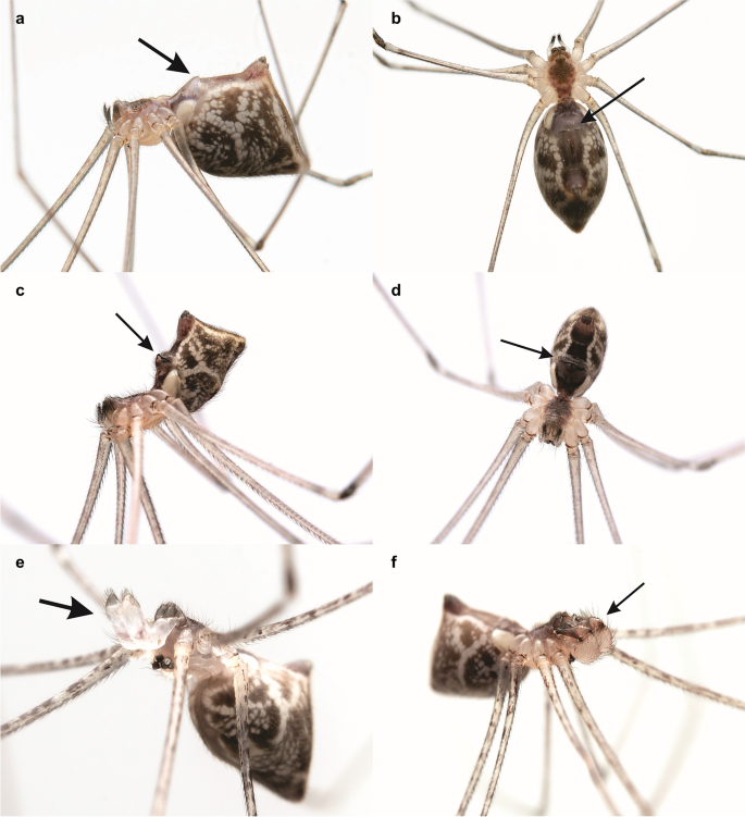 Researchers discover daddy longlegs spiders capture prey using glue