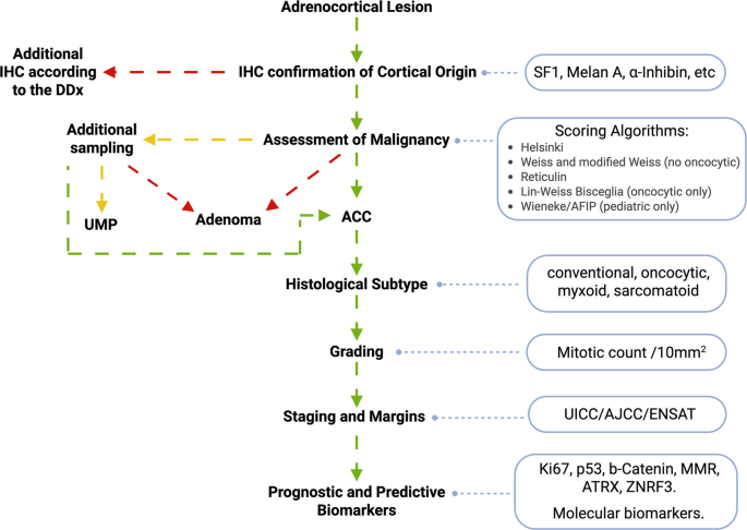 Diagnosis and grading of adrenal cortical carcinoma | Virchows Archiv
