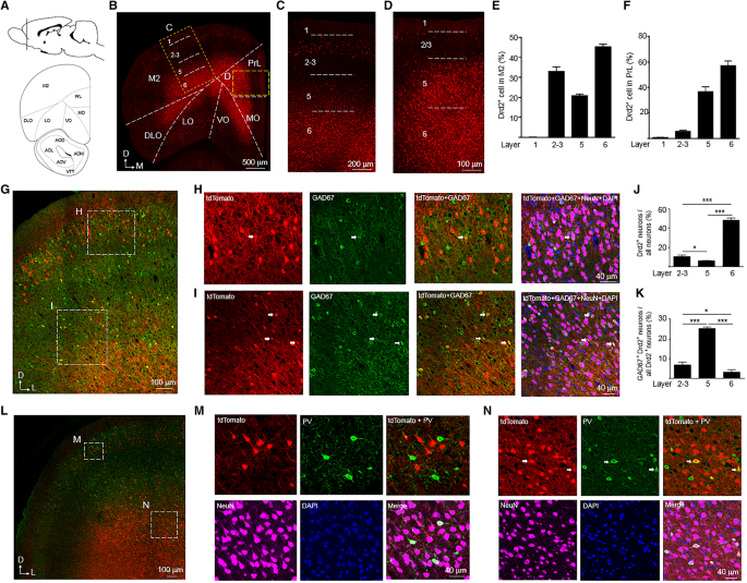 Featured image of post Proteine Atlas Rat / Protein atlas for normal tissues—the publicly available fig.