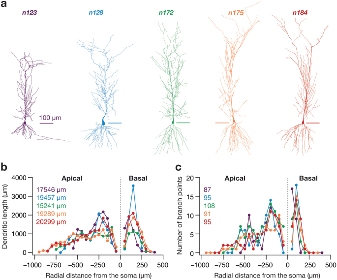 Robust Emergence Of Sharply Tuned Place Cell Responses In Hippocampal Neurons With Structural And Biophysical Heterogeneities Springerlink