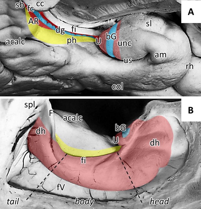 hippocampus anatomy diagram ca1 ca2 ca3