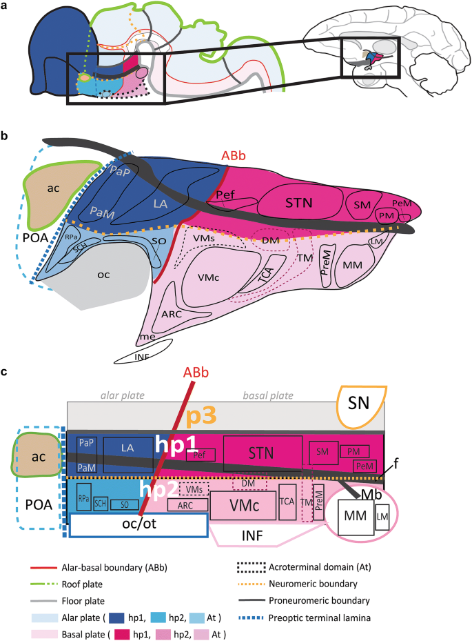 Gli Proteins And Hedgehog Signaling Development And Cancer Sciencedirect