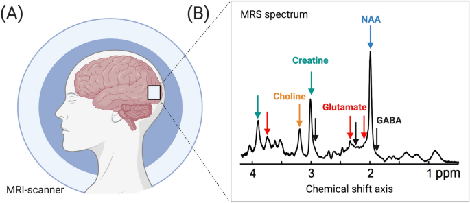 the neurochemistry of the human visual system using magnetic resonance spectroscopy | SpringerLink