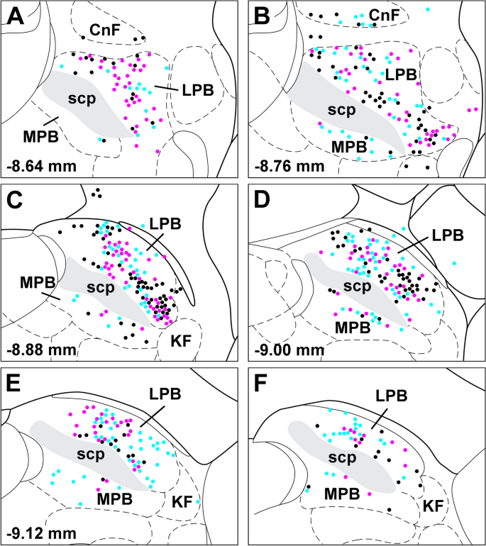 Convergence Of Monosynaptic Inputs From Neurons In The Brainstem And Forebrain On Parabrachial Neurons That Project To The Paraventricular Nucleus Of The Thalamus Springerlink