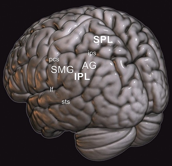 TMS Reveals Dynamic Interaction between Inferior Frontal Gyrus and  Posterior Middle Temporal Gyrus in Gesture-Speech Semantic Integration