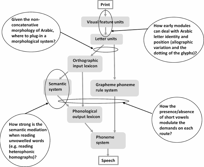 Constraining current neuroanatomical models of reading: the view 
