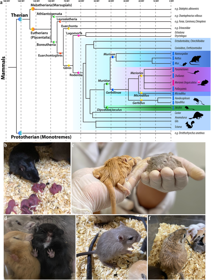 Elucidating the neuromeric organization of the Mongolian gerbil brain ...
