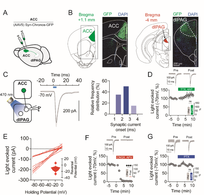 Feed-forward inhibitory circuit from the anterior cingulate cortex ...