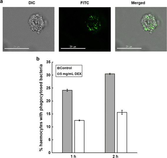 Effective Immunosuppression With Dexamethasone Phosphate In The Galleria Mellonella Larva Infection Model Resulting In Enhanced Virulence Of Escherichia Coli And Klebsiella Pneumoniae Springerlink Effective Immunosuppression With Dexamethasone Phosphate In The Galleria Mellonella Larva Infection Model Resulting In Enhanced Virulence Of Escherichia Coli And Klebsiella Pneumoniae Springerlink