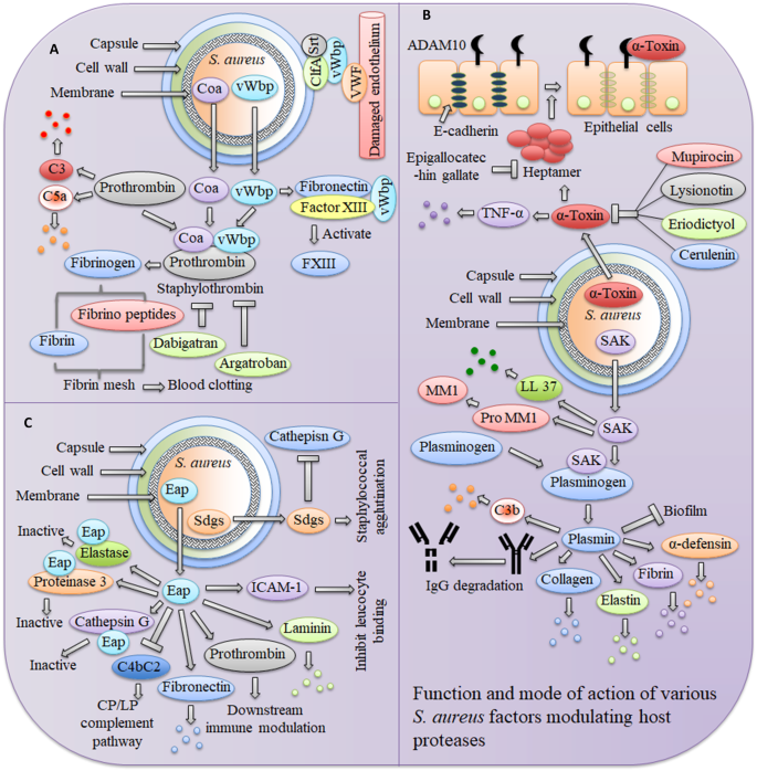 Staphylococcus aureus host interactions and adaptation