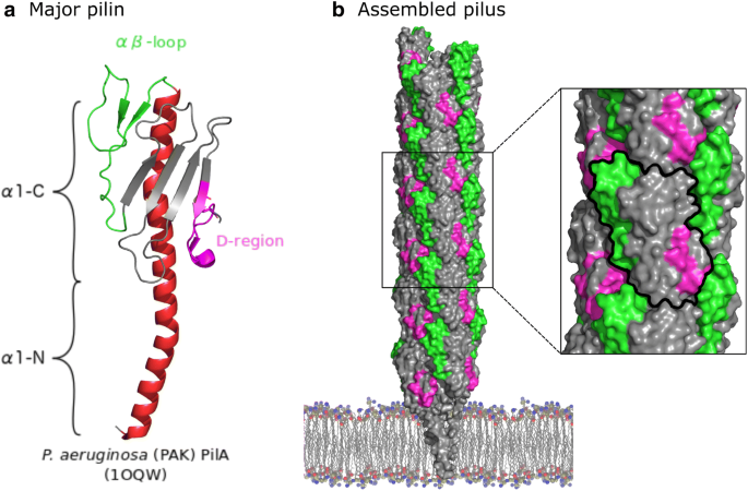 Structure and function of minor pilins of type IV pili | SpringerLink