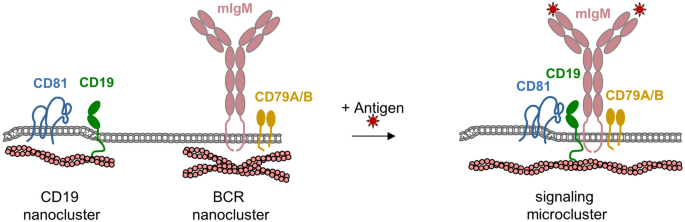 Tetraspanins CD81 and CD82 Facilitate α4β1-Mediated Adhesion of