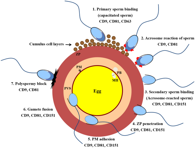 Tetraspanins In Mammalian Reproduction Spermatozoa Oocytes And