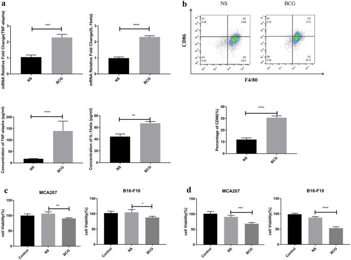 The role of HIF-1α in BCG-stimulated macrophages polarization and 