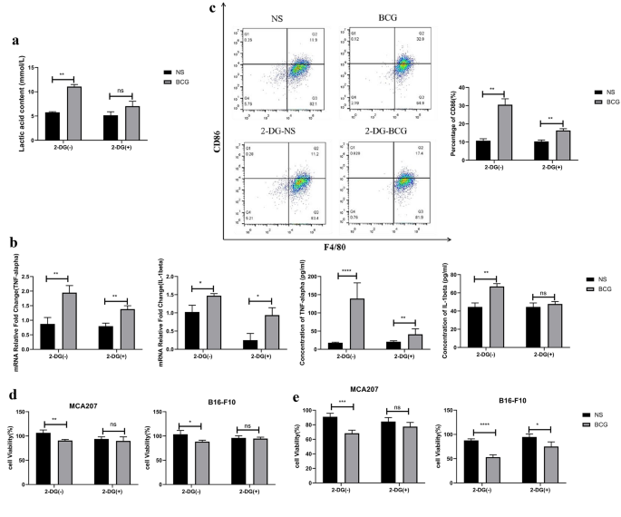 The role of HIF-1α in BCG-stimulated macrophages polarization and 