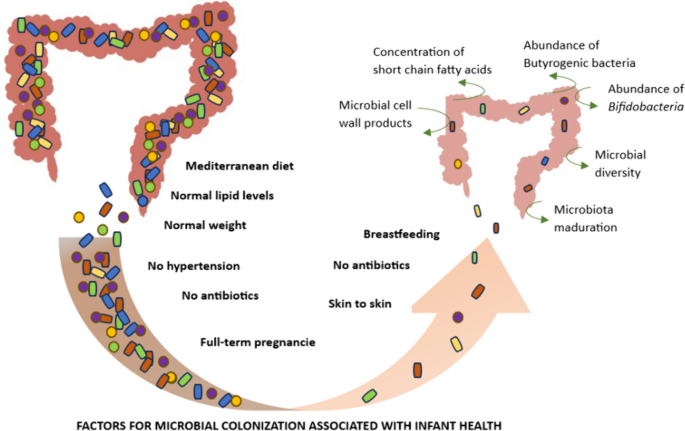 The importance of gut microbiome in the perinatal period | European ...