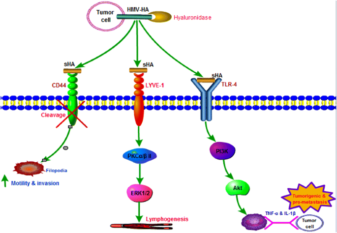 Hyaluronic Acid In Digestive Cancers Springerlink