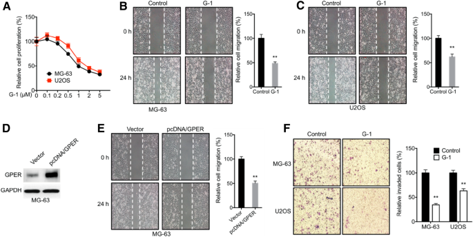 G Protein Coupled Estrogen Receptor Suppresses The Migration Of Osteosarcoma Cells Via Post Translational Regulation Of Snail Springerlink
