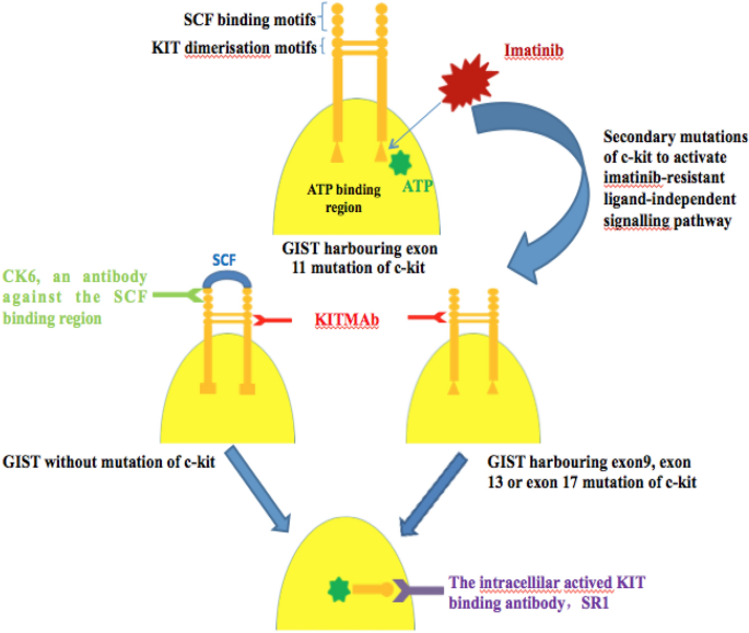 A new monoclonal antibody that blocks dimerisation and inhibits c-kit  mutation-driven tumour growth | Journal of Cancer Research and Clinical  Oncology