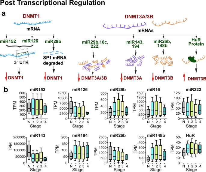 Comprehensive analysis of regulation of DNA methyltransferase isoforms in  human breast tumors | SpringerLink