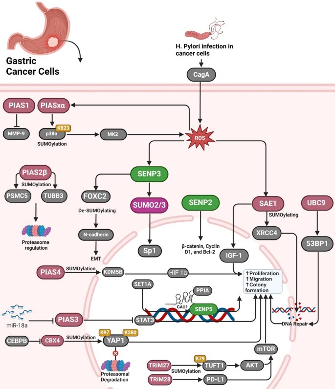 Insights into SUMOylation in gastric cancer: molecular mechanisms and ...