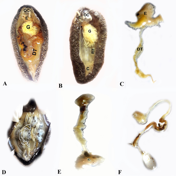 Digestive tract regeneration in the posteriorly eviscerating sea cucumber  Holothuria parva (Holothuroidea, Echinodermata) | SpringerLink