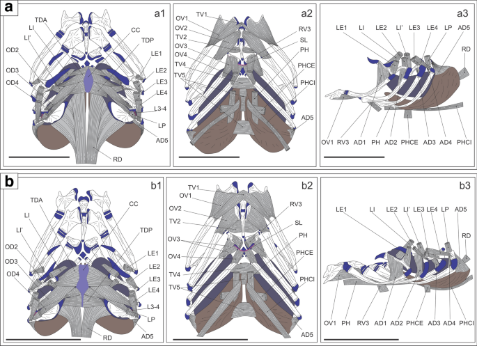 Neocarus spelaion sp. n.: Ventral (A) and dorsal (B) view of the