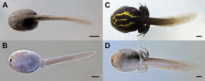 Tadpole morphological characterization of Ranitomeya variabilis (Zimmermann  & Zimmermann, 1988) (Anura: Dendrobatidae), with skeleton, muscle system  and inner organs