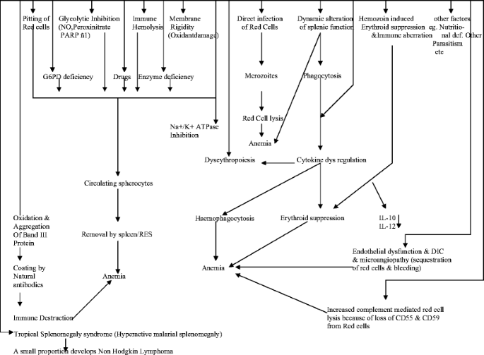 Pathogenesis Of Anemia In Malaria A Concise Review Springerlink