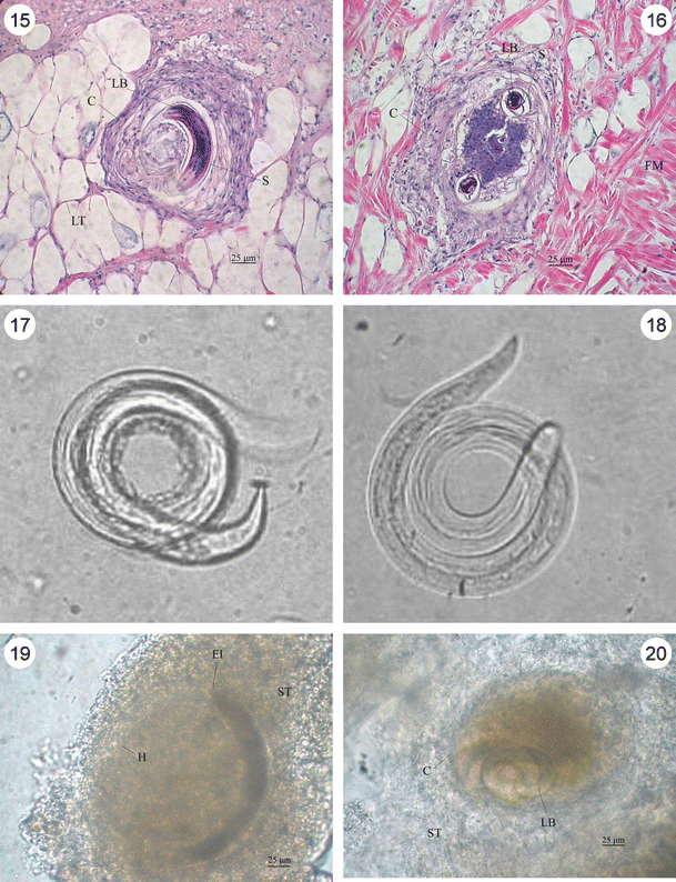 figure 15-20