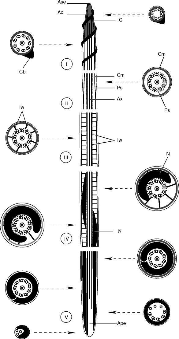 figure 17