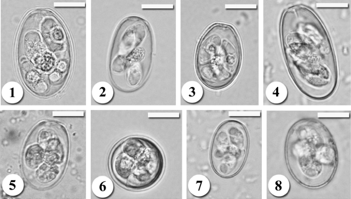 Coccidiosis Of Domestic Rabbit Oryctolagus Cuniculus In Egypt Light Microscopic Study Springerlink