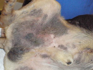 Allergic dermatitis by Dirofilaria repens in a dog: clinical picture and  treatment | SpringerLink