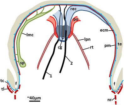 acanthocephala helminthum rendszer