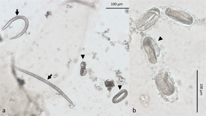 Strongyloides stercoralis infection in imported and local dogs in  Switzerland: from clinics to molecular genetics | SpringerLink