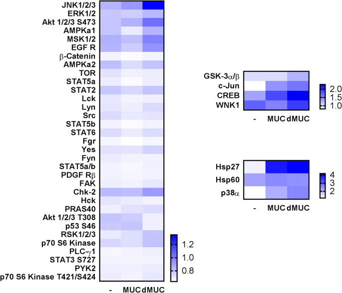 Cytokine Production And Signalling In Human Thp 1 Macrophages Is Dependent On Toxocara Canis Glycans Springerlink