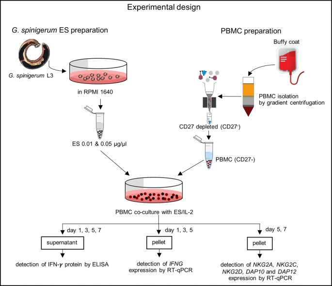 Effects Of Gnathostoma Spinigerum Infective Stage Larva Excretory Secretory Products On Nk Cells In Peripheral Blood Mononuclear Cell Culture Focused On Expressions Of Ifn G And Killer Cell Lectin Like Receptors Springerlink