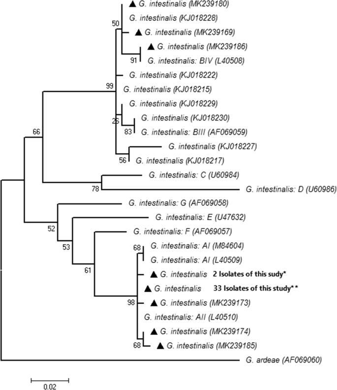 Giardia vietnam, Witness Giardia