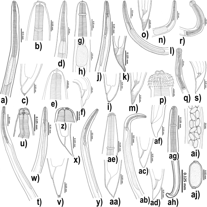 Splendid Alfonsinos can live to Sixty Years Old, study finds, Reef  Builders