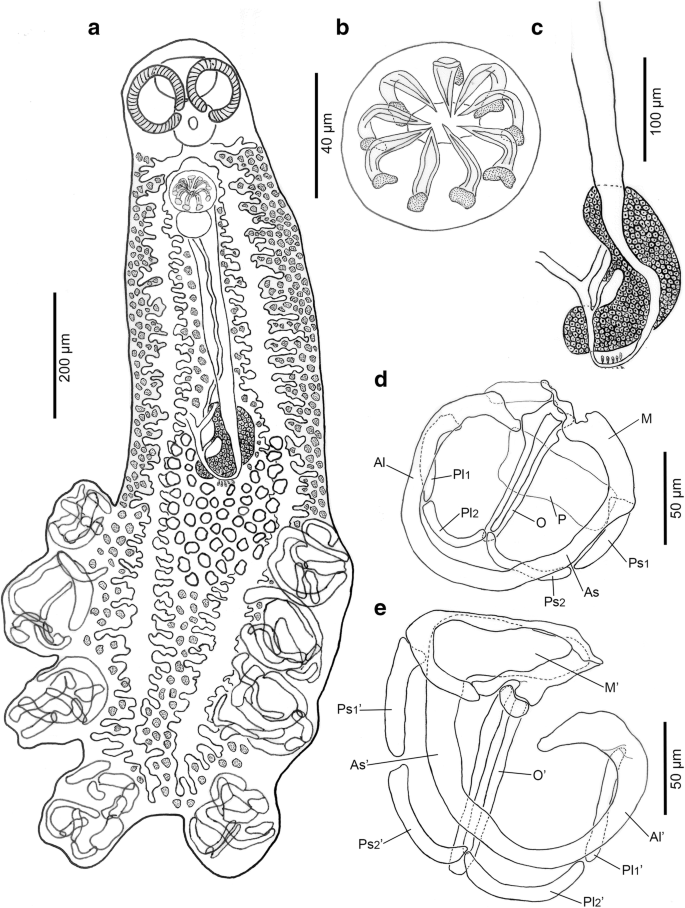 A revision of Plectanocotyle (Monogenea, Plectanocotylidae), with