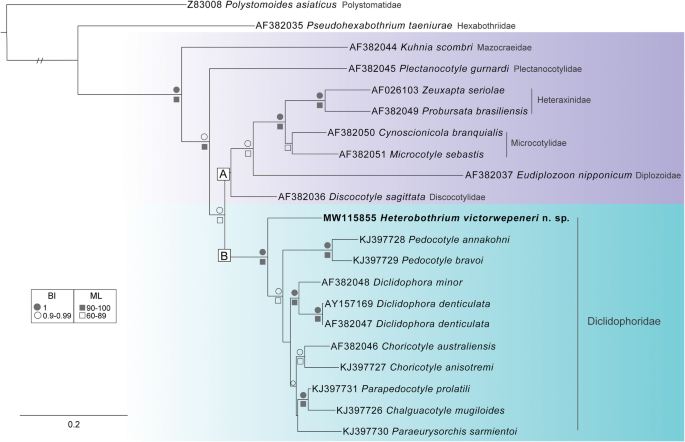 A revision of Plectanocotyle (Monogenea, Plectanocotylidae), with