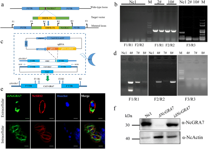 Function of Neospora caninum dense granule protein 7 in innate 