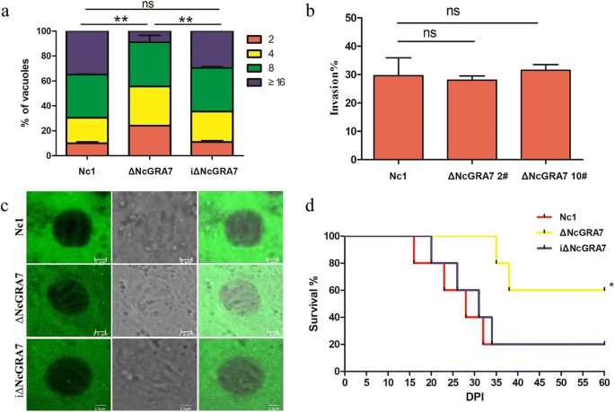 Function of Neospora caninum dense granule protein 7 in innate 