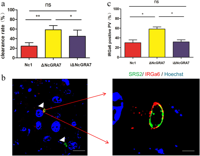 Function of Neospora caninum dense granule protein 7 in innate 