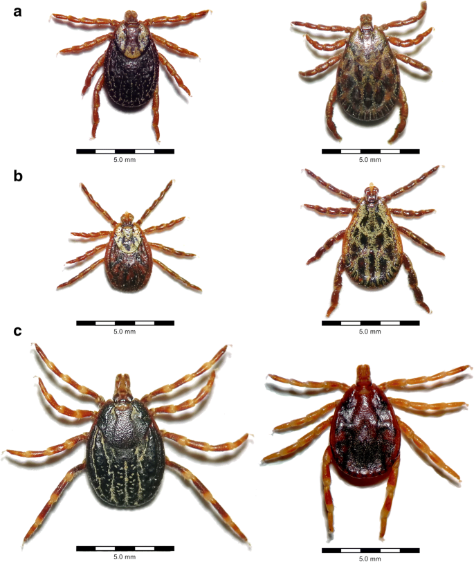Tick-borne zoonoses and commonly used diagnostic methods in human and  veterinary medicine | SpringerLink