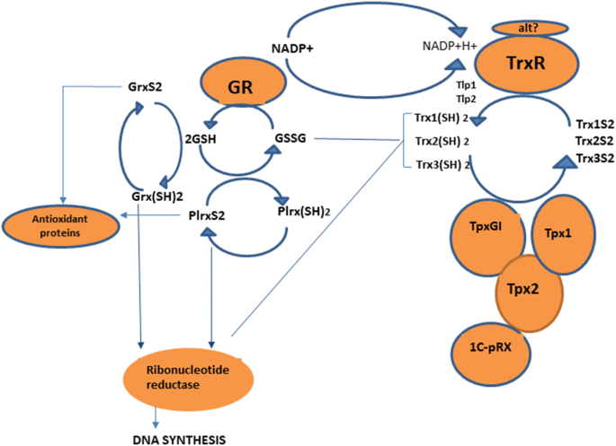 helicobacter pylori glutathione peroxidase Helicobacter pylori Infection and Anemia: The Potential Role of Vitamin C  and Vitamin B12