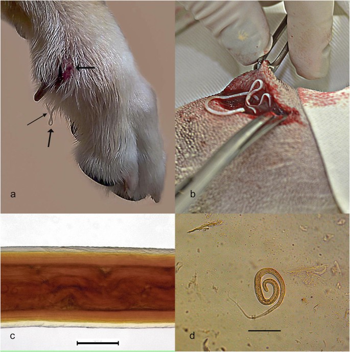 Dracunculiasis in a domestic dog in Brazil | SpringerLink